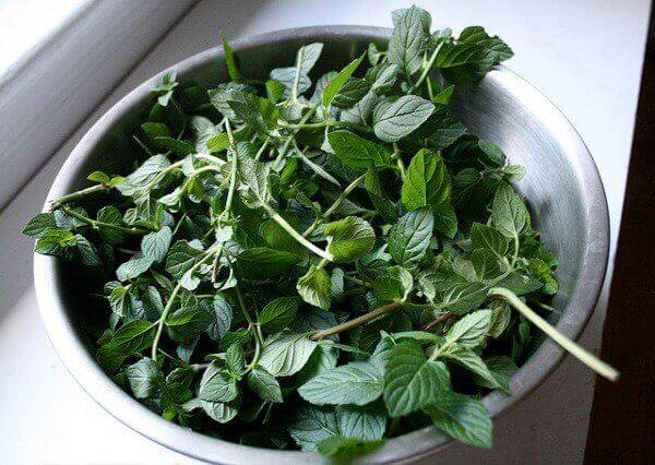 Growing and Using Fresh Mint Growing and Using Fresh Mint