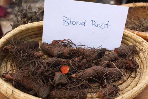 freshly harvested bloodroot